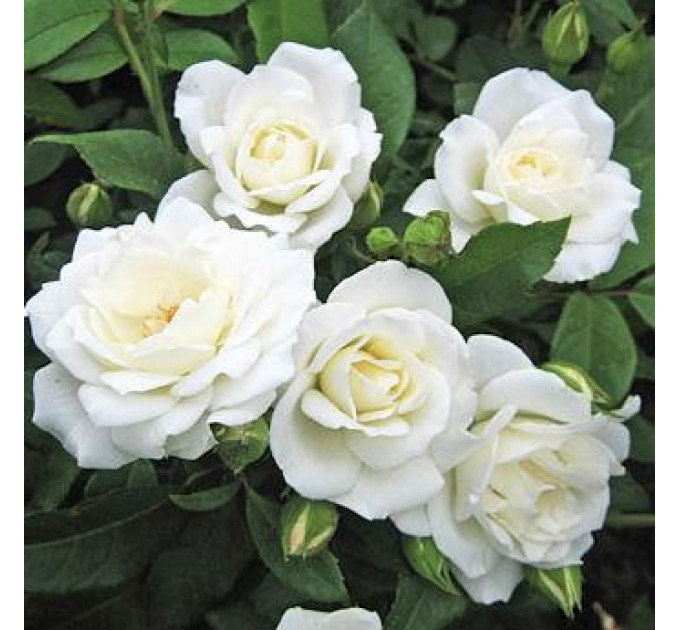 Роза плетистая Айсберг