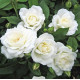 Роза плетистая Айсберг