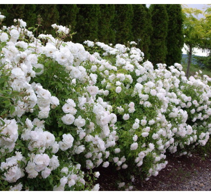 Роза плетистая Айсберг