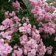 Роза плетистая Розовая жемчужина