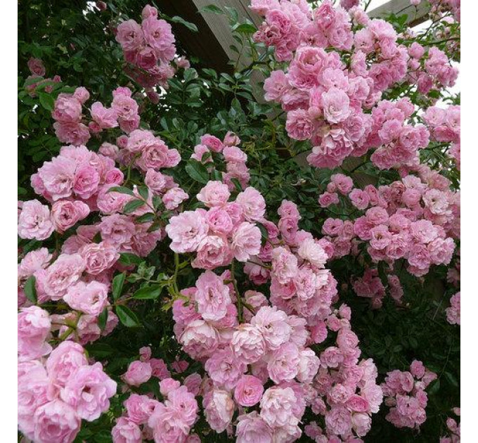 Роза плетистая Розовая жемчужина