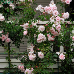 Роза плетистая Нью Даун