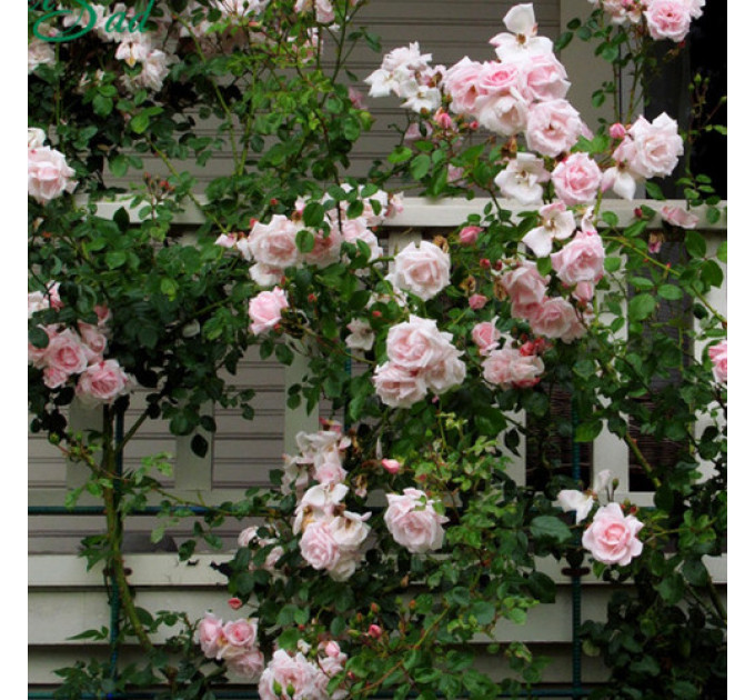 Роза плетистая Нью Даун