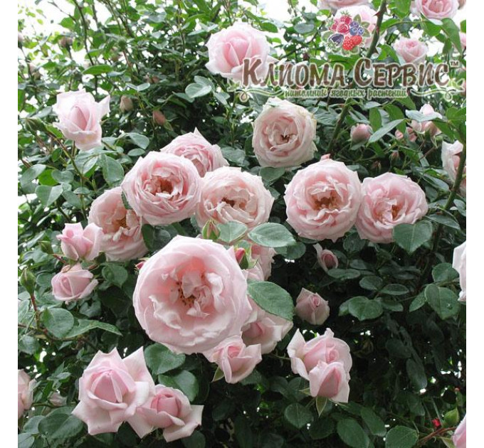 Роза плетистая Нью Даун