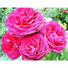 Роза плетистая Пинк Мусимара