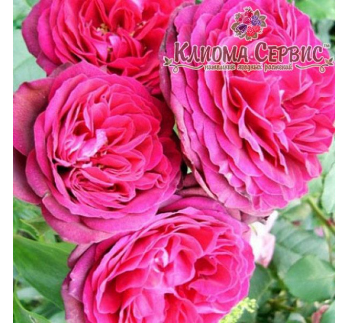 Роза плетистая Пинк Мусимара