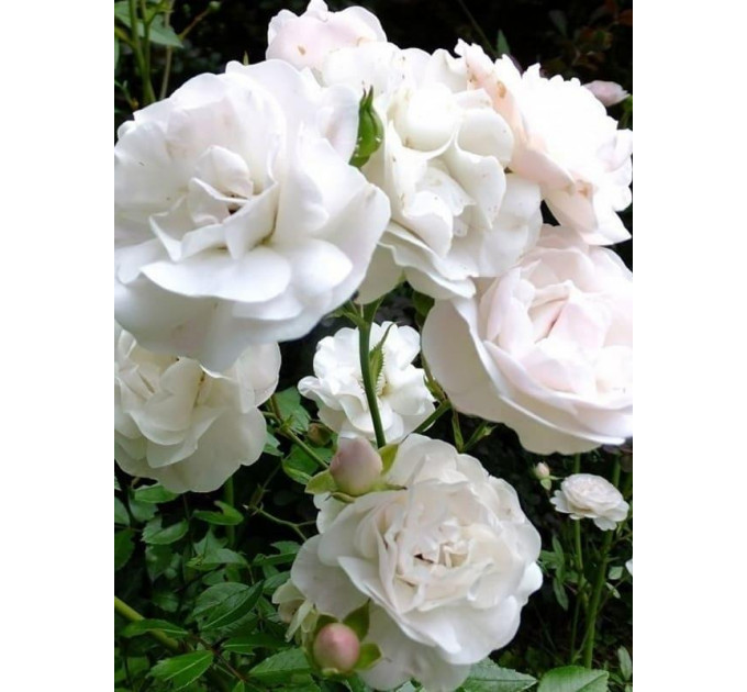 Саджанці троянд Sea Foam (Сіа Фом)