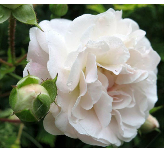 Саджанці троянд Sea Foam (Сіа Фом)