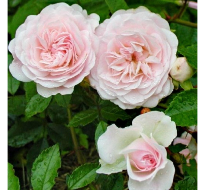 Саджанці троянд Sea Foam (Сіа Фом)