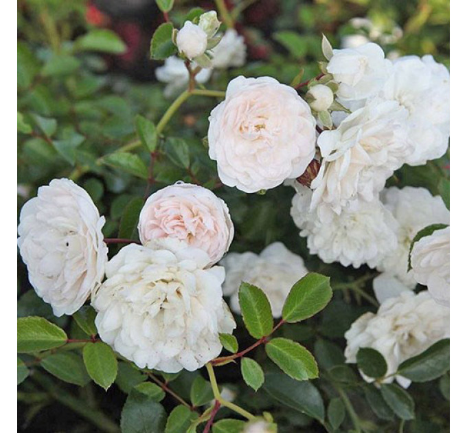 Саджанці троянд Sea Foam (Сіа Фом)