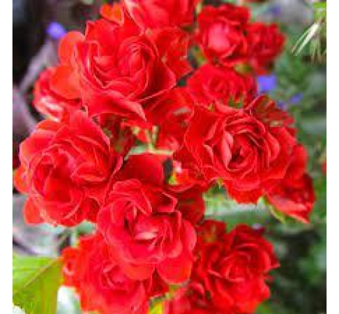 Саджанці троянд Scarlet Meillandecor (Скарлет Мейяндекор)