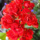 Саджанці троянд Scarlet Meillandecor (Скарлет Мейяндекор)