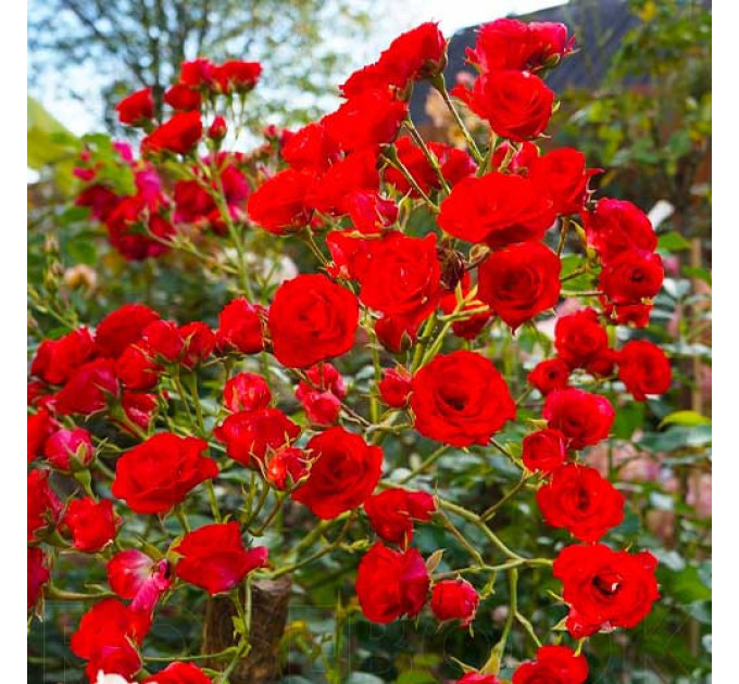 Саджанці троянд Scarlet Meillandecor (Скарлет Мейяндекор)