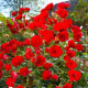 Саджанці троянд Scarlet Meillandecor (Скарлет Мейяндекор)