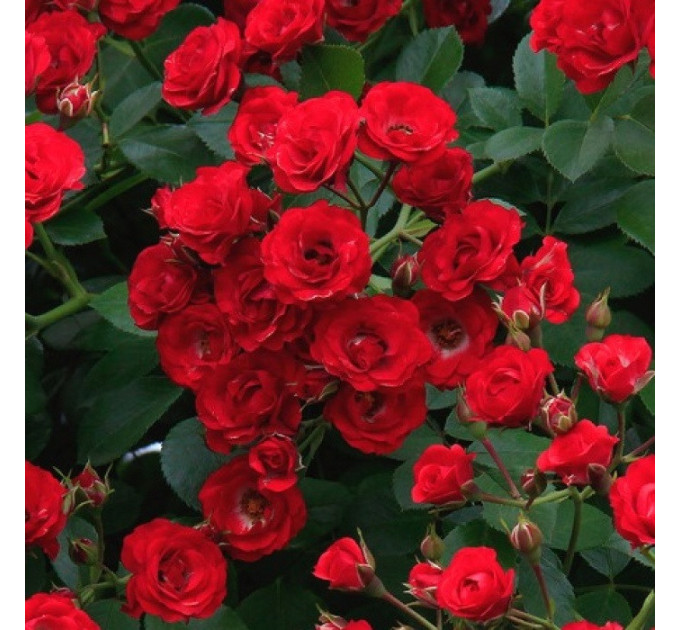 Саджанці троянд Scarlet Meillandecor (Скарлет Мейяндекор)