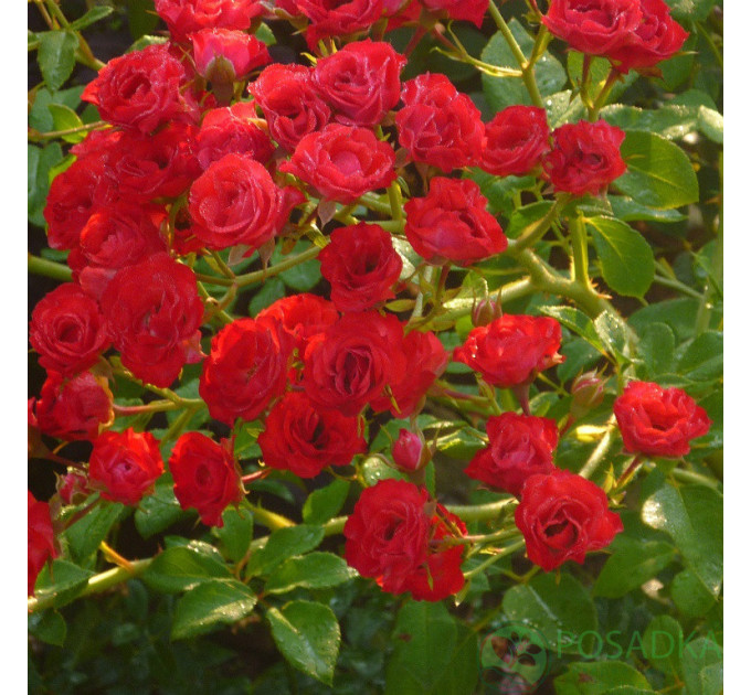 Саджанці троянд Scarlet Meillandecor (Скарлет Мейяндекор)