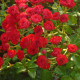 Саджанці троянд Scarlet Meillandecor (Скарлет Мейяндекор)