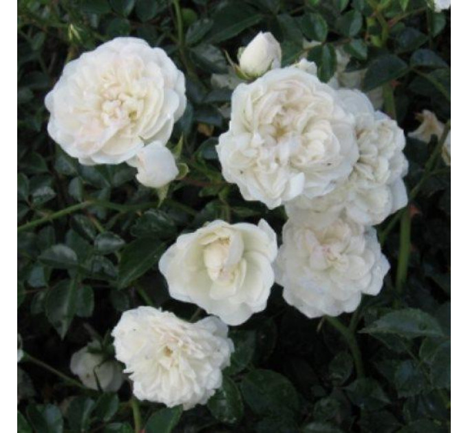 Почвопокровная роза Свани (Swany)