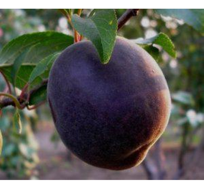 Саженцы абрикоса сорт Черный принц