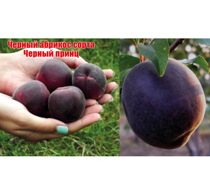 Саженцы абрикоса сорт Черный принц