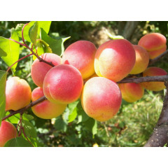 Саженцы абрикоса сорт Харостар, подвой алыча