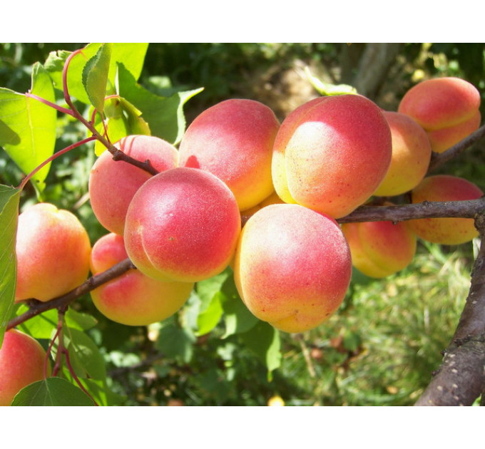 Саженцы абрикоса сорт Харостар, подвой алыча