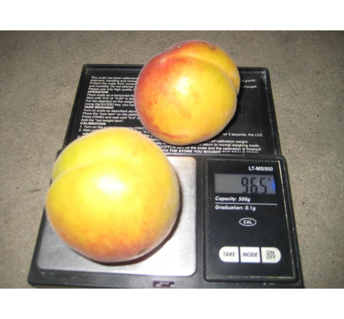 Саженцы абрикоса "Мелитопольский ранний"