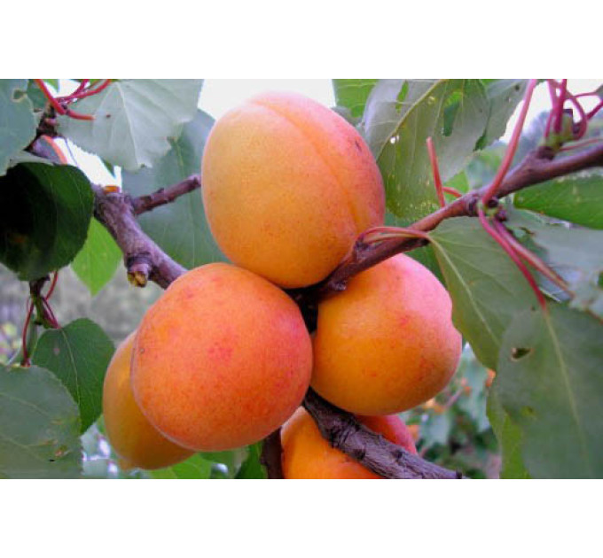 Саженцы абрикоса "Мелитопольский ранний"