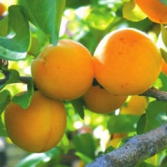 Саженцы абрикоса "Мелитопольский ранний"