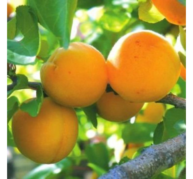 Саженцы абрикоса "Мелитопольский ранний"