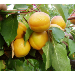 Саженцы абрикоса сорт Сатисфекшн