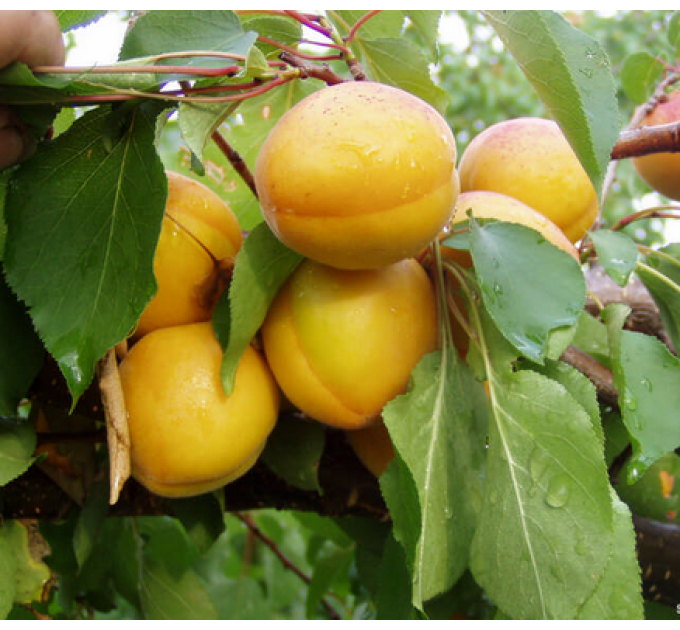 Саженцы абрикоса сорт Сатисфекшн