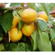 Саженцы абрикоса сорт Сатисфекшн