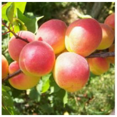 Абрикос средний сорт Харсет