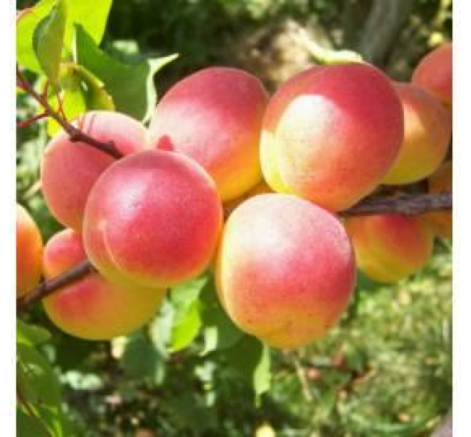 Абрикос средний сорт Харсет