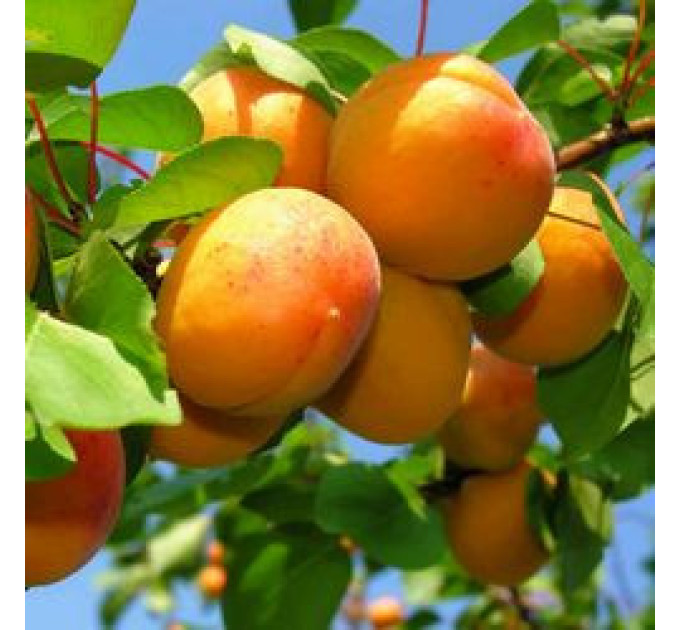 Саженцы абрикоса сорт Надежда