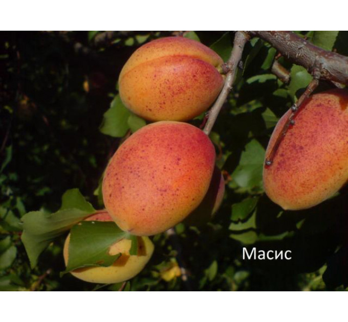 Саженцы абрикоса сорт Масис