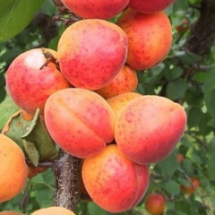 Саженцы абрикоса сорт Масис