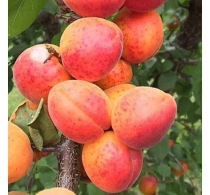 Саженцы абрикоса сорт Масис