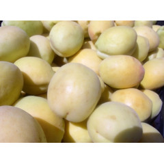 Саженцы абрикоса сорт Ананасный Шалах