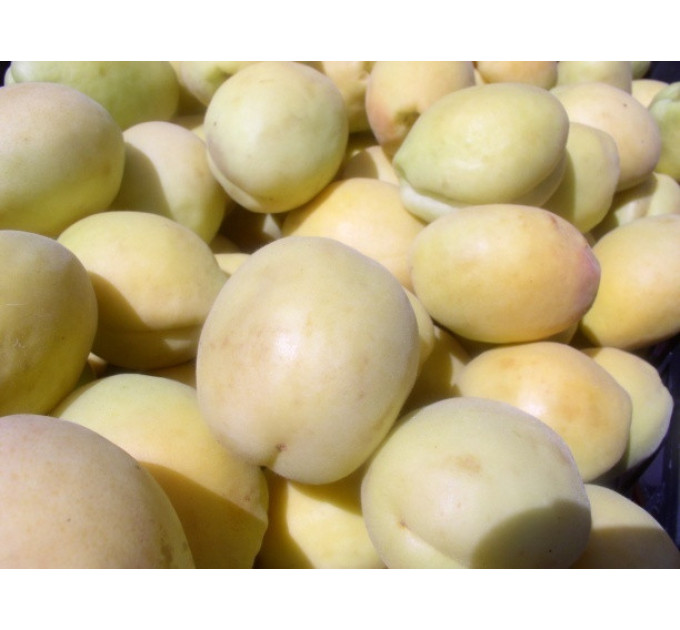 Саженцы абрикоса сорт Ананасный Шалах