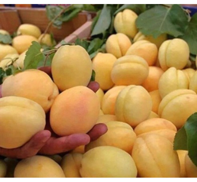 Саженцы абрикоса сорт Ананасный Шалах