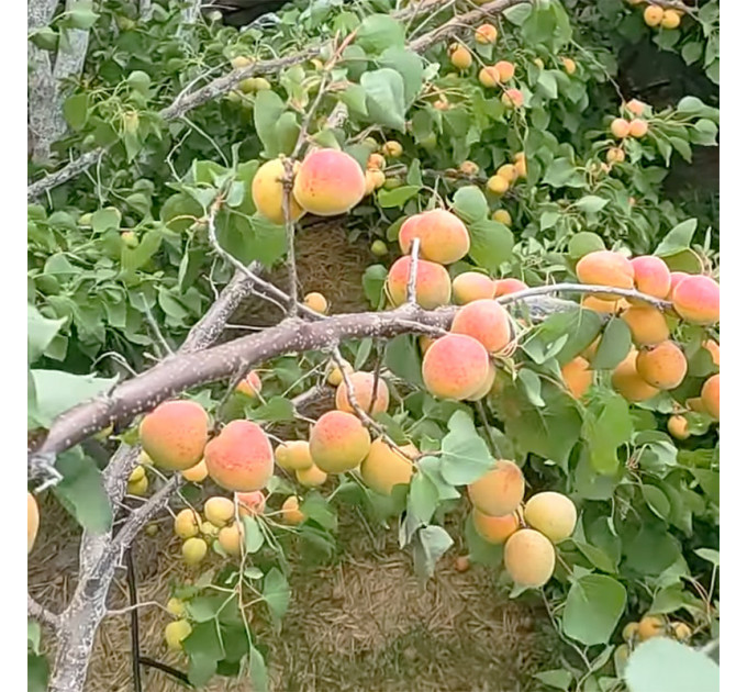 Саженцы абрикоса сорта Краснощекий