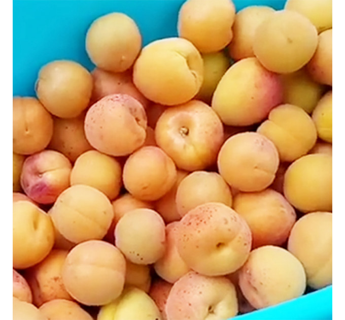 Саженцы абрикоса сорта Краснощекий