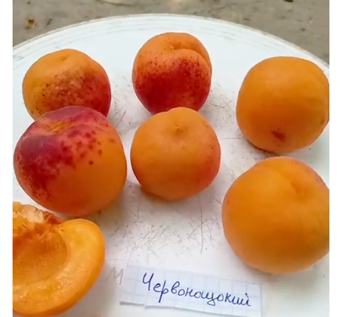 Саженцы абрикоса сорта Краснощекий