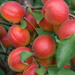 Абрикос ранний сорт Цунами, подвой алыча