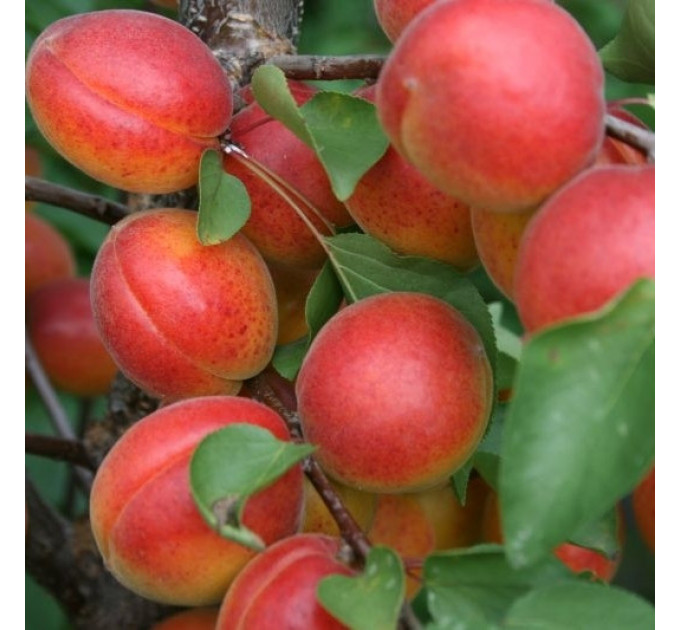 Абрикос ранний сорт Цунами, подвой алыча