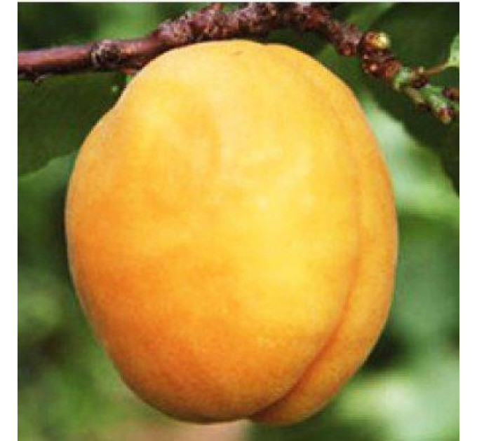 Абрикос сорт Цюрупинский