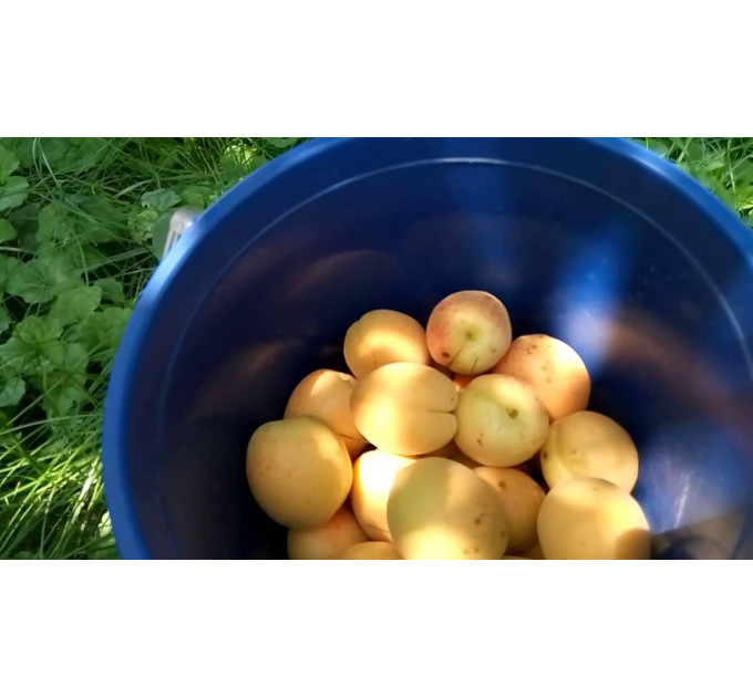 Абрикос сорт Цюрупинский