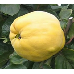 Саженцы айвы сорт Студентка, подвой ВА-29